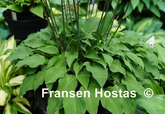 Hosta Birchwood Gem